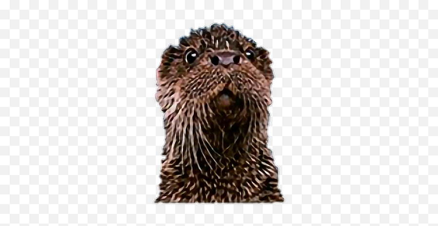 Otter - Punxsutawney Phil Emoji,Otter Emoji