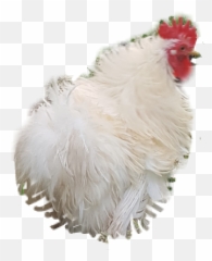 Rooster Frizzlechicken Frizzlerooster - Rooster Emoji,Rooster Emoji