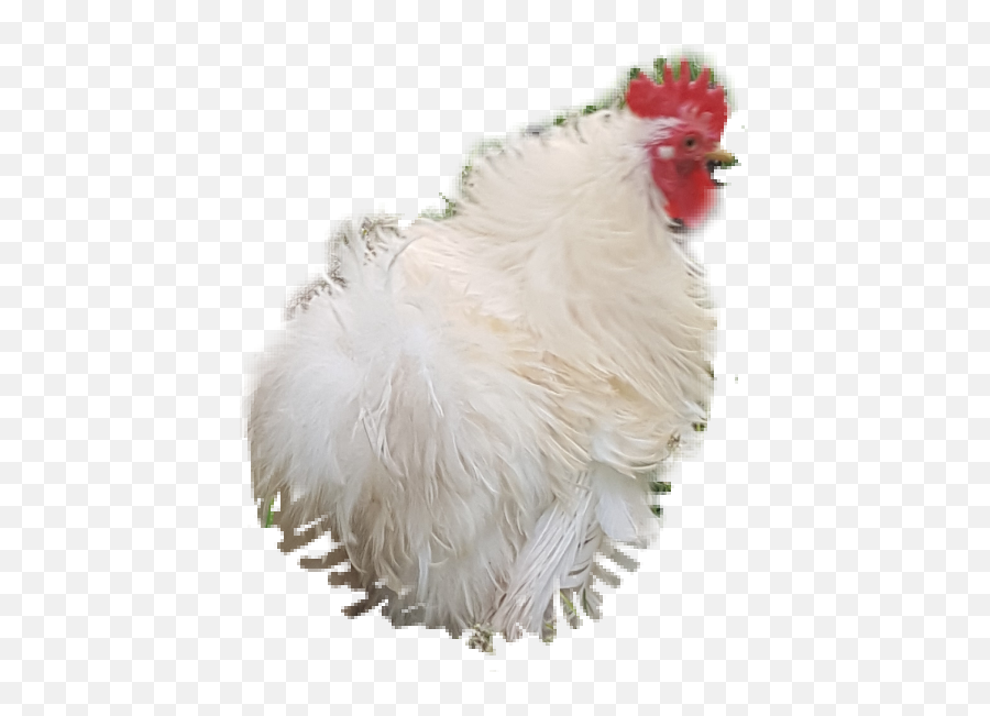 Rooster Frizzlechicken Frizzlerooster - Rooster Emoji,Rooster Emoji