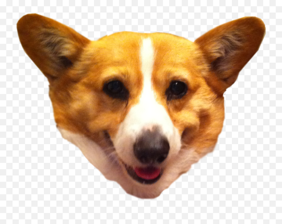 Pembroke Welsh Corgi Cardigan Welsh - Dog Head Transparent Background Emoji,Corgi Emoji
