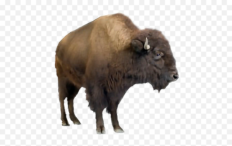 Buffalo - Black Buffalo Looking Animal Emoji,Buffalo Emoji