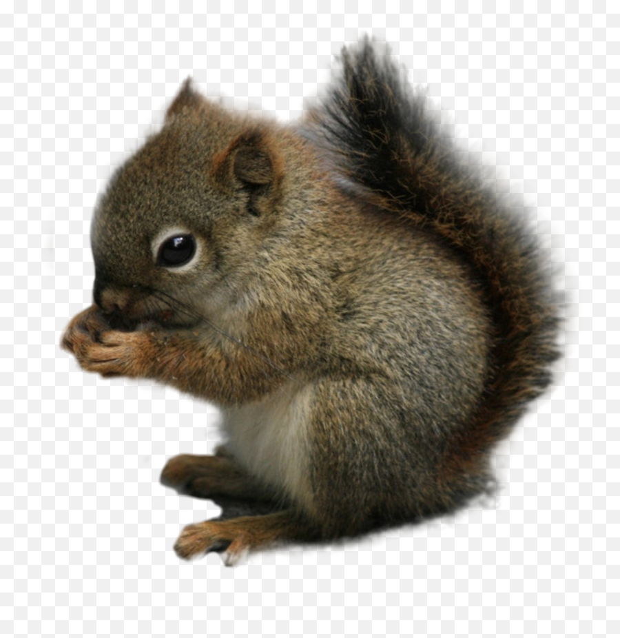 Edit Emoji,Squirrel Emoji