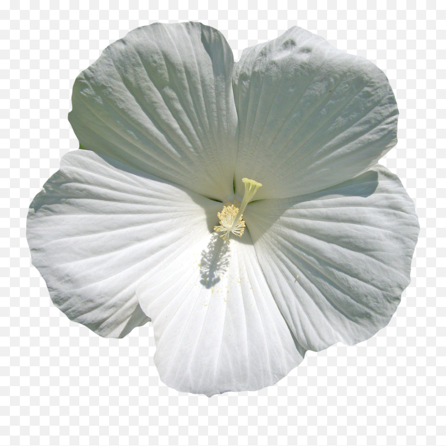 Flower White White Flower Spring Bloom - Transparent White Hibiscus Png Emoji,Hawaiian Flower Emoji