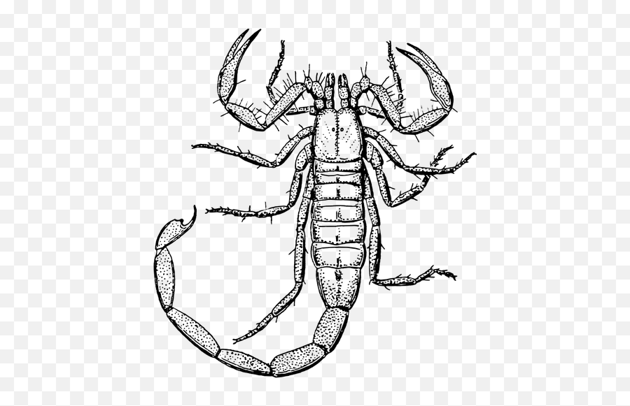 Scorpion Drawing - Clipart Black And White Scorpion Emoji,Gay Pride Emoji