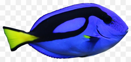 Fish Dory Findingdory Ocean Sea Blue - Transparent Blue Tang Fish Png Emoji,Dory Fish Emoji