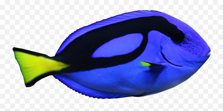 Fish Dory Findingdory Ocean Sea Blue - Transparent Blue Tang Fish Png Emoji,Dory Fish Emoji
