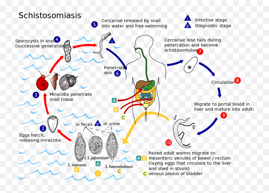 Schistosoma Life Cycle - Difference Between Schistosoma Mansoni And Haematobium Emoji,Adults Only Emoji Free