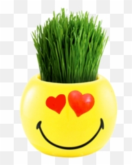 Smileys Ryegrass - Plant With Smiley Face Emoji,Plant Emoticon
