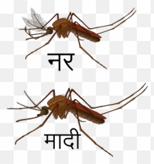 Mosquito Gender En - Male And Female Emoji