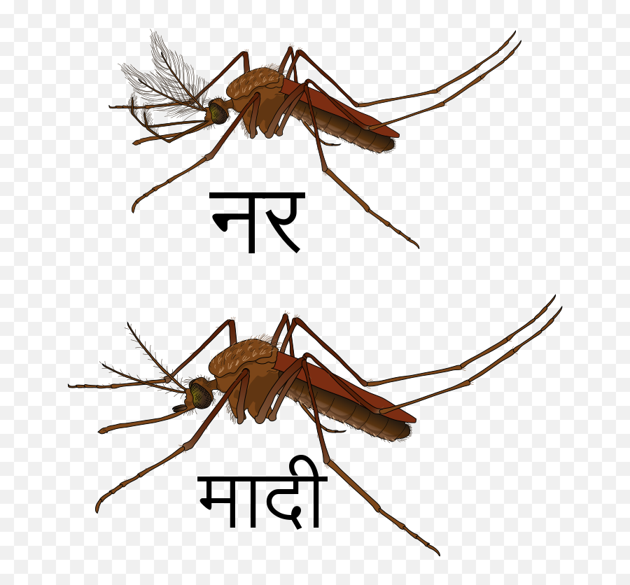 Mosquito Gender En - Male And Female Mosquito Emoji,Clean Emoji
