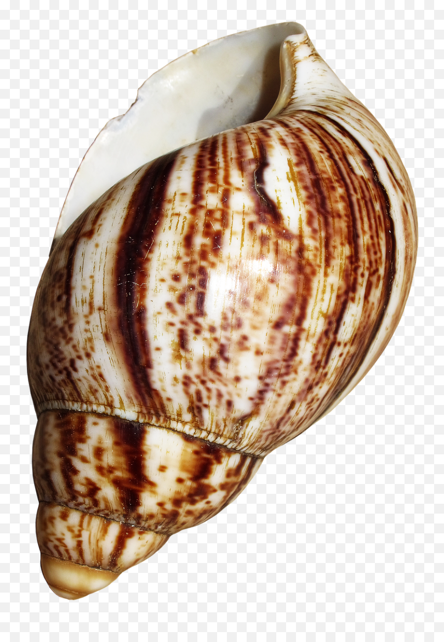 Shell Snail Achatina Fulica Housing - Snail Shell Emoji,Conch Shell Emoji