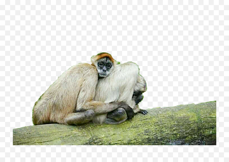 Monkey Monkeys Hugs Zoo Love Spooning Emoji,Spooning Emoji