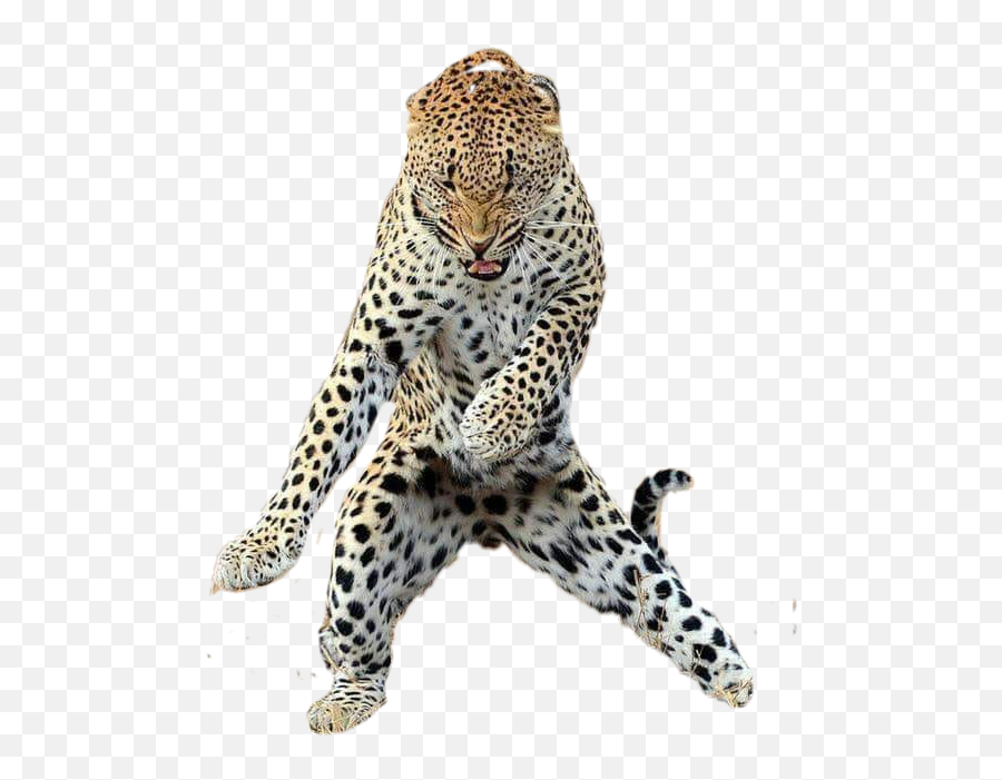 Leopard Dancing Sticker - Funny Jungle Animals Emoji,Leopard Emoji