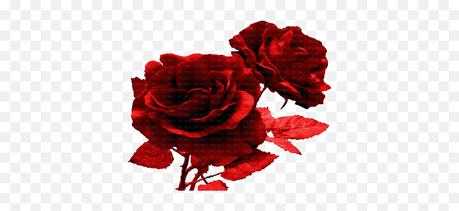 Rose Gifs Rose Animation Download Free For Whatsapp - Fleur Rouge Gif Emoji,Red Rose Emoji