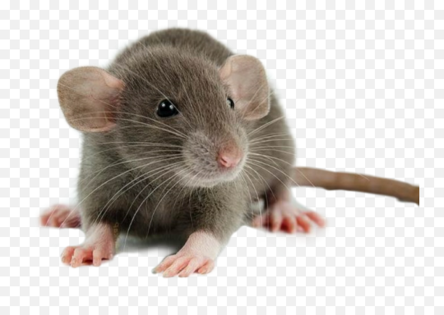 Rat Mouse - Rat Emoji,Rat Emoji