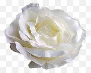Ladymc Flower Whiterose White Rose - Hybrid Tea Rose Emoji,White Rose Emoji