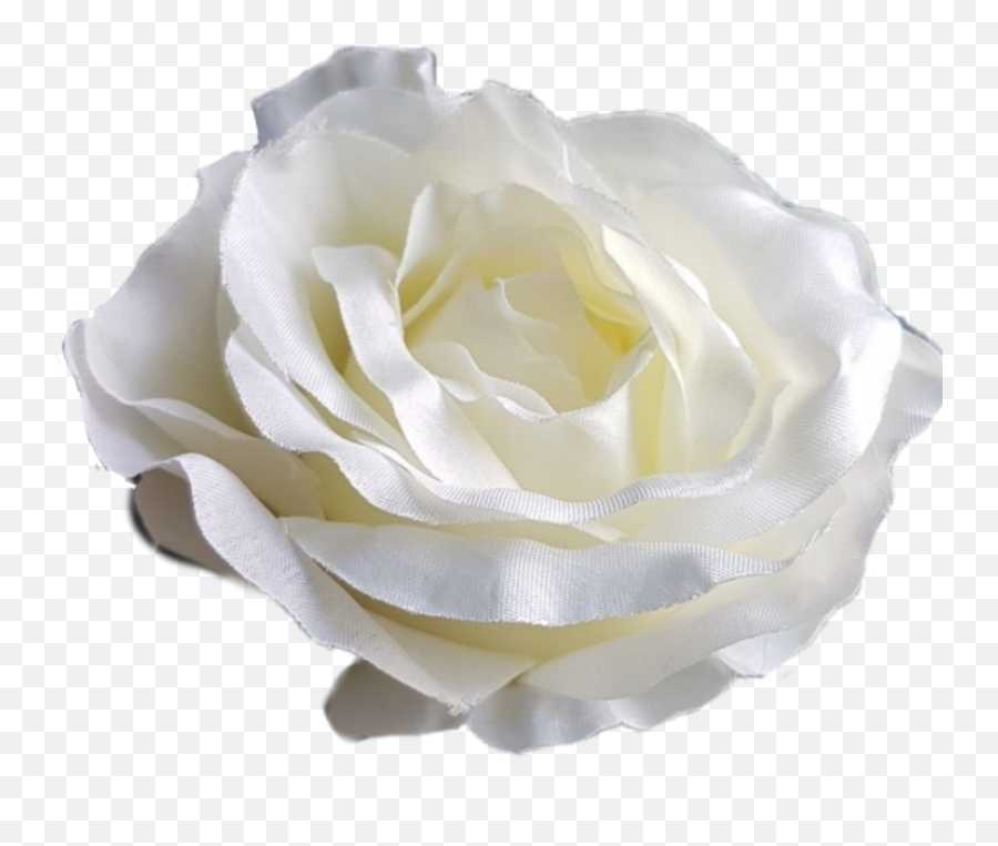 Ladymc Flower Whiterose White Rose - Hybrid Tea Rose Emoji,White Rose Emoji