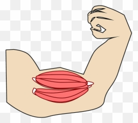 Muscle Biceps - Musculos Para Flexionar El Brazo Emoji,Flexing Arm Emoji