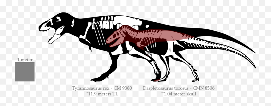 Trex Clipart Skull Trex Skull Transparent Free For Download - Daspletosaurus Vs T Rex Size Emoji,T Rex Emoji