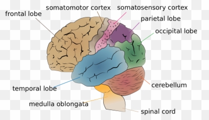 Cerebrum Lobes - Emoji