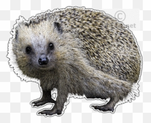 Porcupine Png And Vectors For Free - Domesticated Hedgehog Emoji,Porcupine Emoji