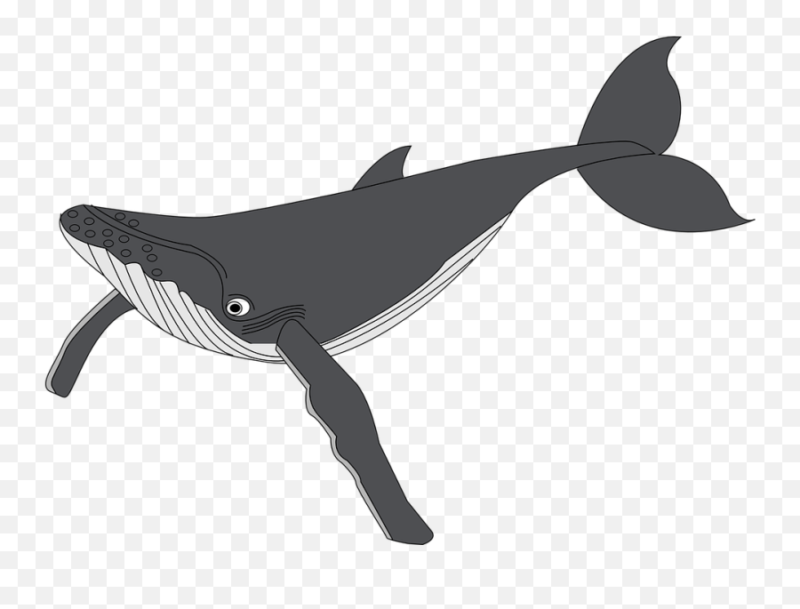 Gambar Ikan Paus Ikan Gratis - Humpback Whale Clipart Emoji,Syringe Emoji