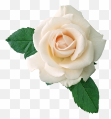 Free White Rose Transparent Download - White Rose Png Emoji,White Rose Emoji
