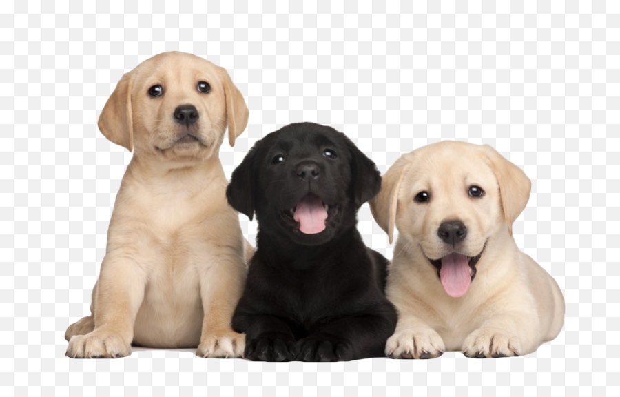 Labrador Retriever Png - Labrador Puppies Png Emoji,Water Gun Emoji Transparent