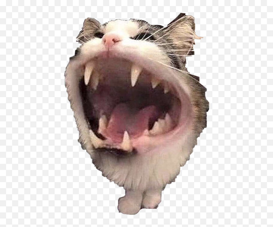 Cat Cats Kitty Horror Funny Lol Freetoedit - Cat Funny Emoji,Cat Mouth Emoji