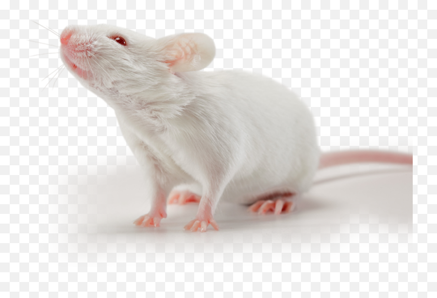 Rat Mouse Animal - Small Mouse Emoji,Rat Emoji