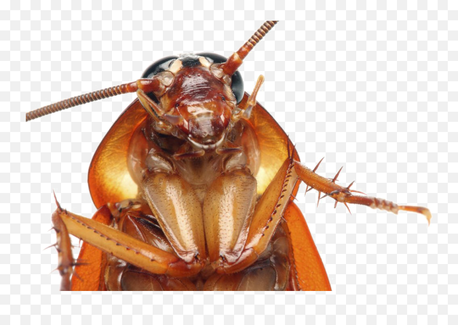 Cockroach Png Transparent Images - Cockroach Head Close Up Emoji,Cricket Insect Emoji