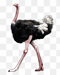 Ostrich Ostriche Birds Bird Animal - Ostrich Legs Png Emoji,Ostrich Emoji