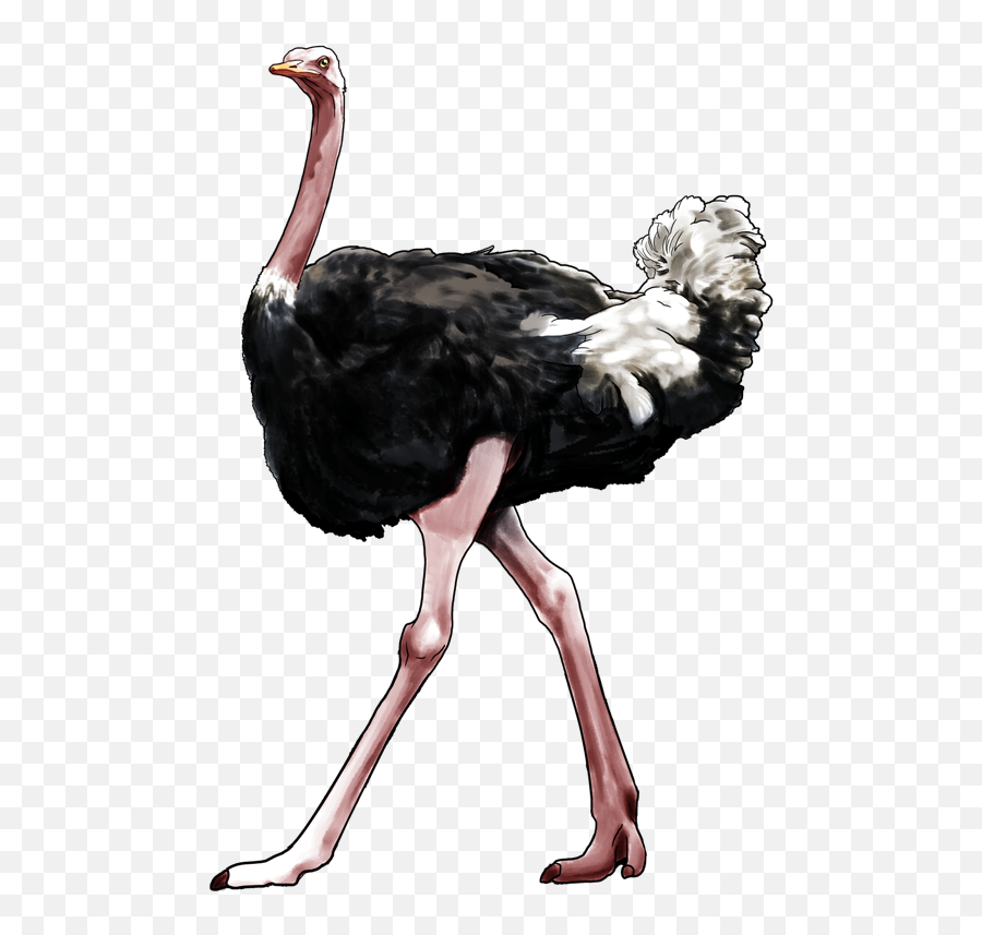 Ostrich Ostriche Birds Bird Animal - Ostrich Legs Png Emoji,Ostrich Emoji