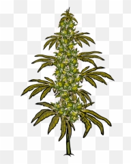 Bud Farm - Stickers By Ldrly Spruce Emoji,Weed Plant Emoji