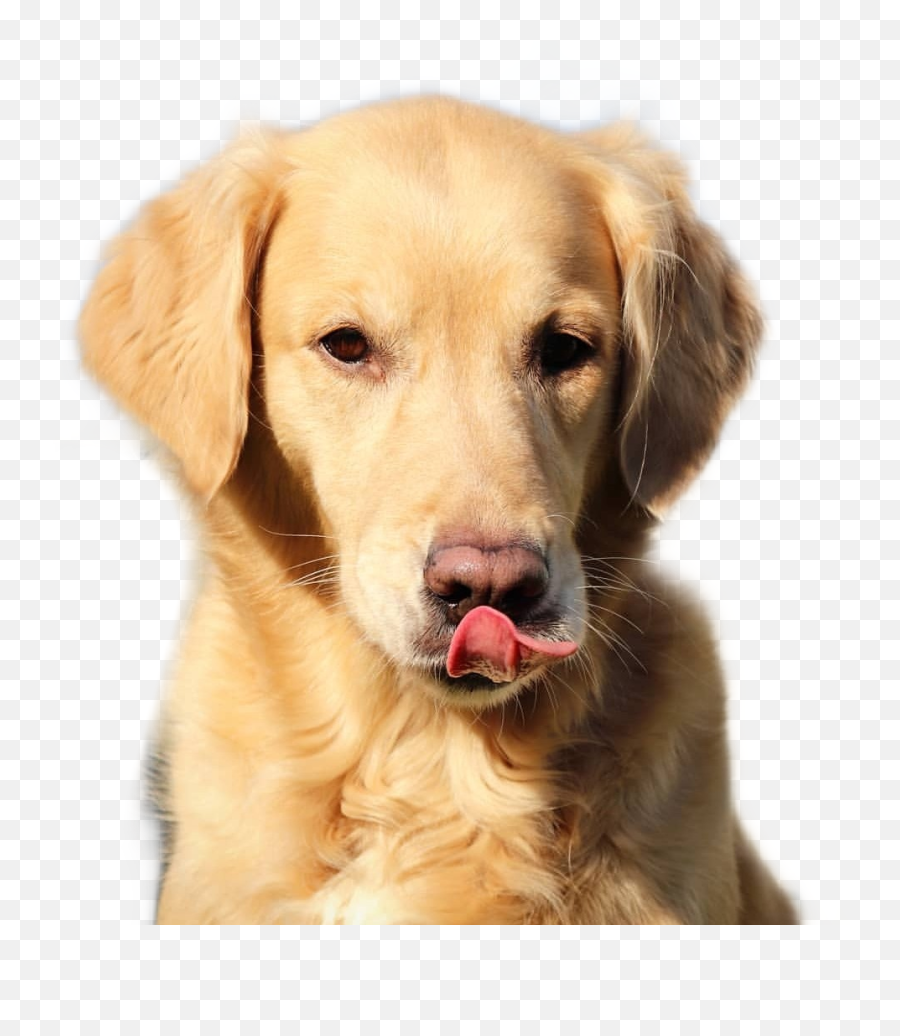 Goldenretriever Retriever Golden - Dog Yawns Emoji,Golden Retriever Emoji