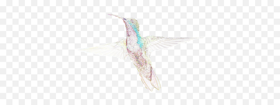 Free Hummingbird Bird Illustrations - Hummingbird Texture Emoji,Hummingbird Emoji