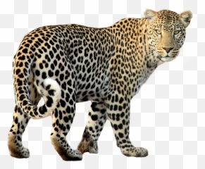 Leopard Clipart Color Leopard Color - Leopard Transparent Emoji,Leopard Emoji