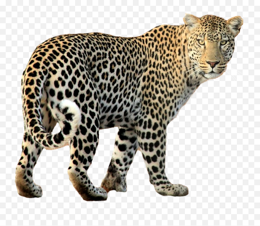 Leopard Clipart Color Leopard Color - Leopard Transparent Emoji,Leopard Emoji
