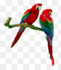 Parrots Parrotsrule Parrotlover Parrot Bird - Macaw Emoji,Parrot Emoji