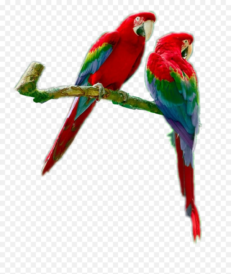 Parrots Parrotsrule Parrotlover Parrot Bird - Macaw Emoji,Parrot Emoji