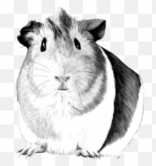 Drawing Laboratory Animal Transparent U0026 Png Clipart Free - Guinea Pig Pencil Drawing Emoji,Guinea Pig Emoji