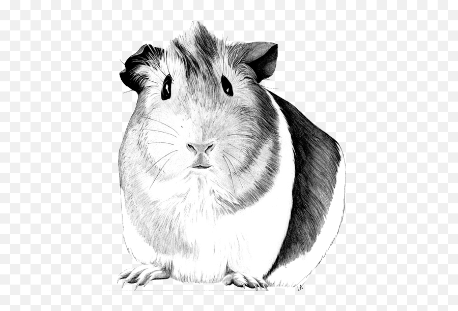 Drawing Laboratory Animal Transparent U0026 Png Clipart Free - Guinea Pig Pencil Drawing Emoji,Guinea Pig Emoji