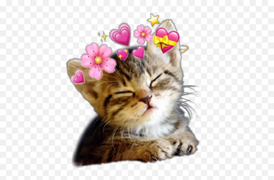 Cute Cats 2 Stickers Per Whatsapp - Cat Breeds Az Emoji,Cute Cat Emojis