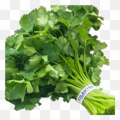 Cilantro - Sticker By Chema Lopez Emoji,Celery Emoji