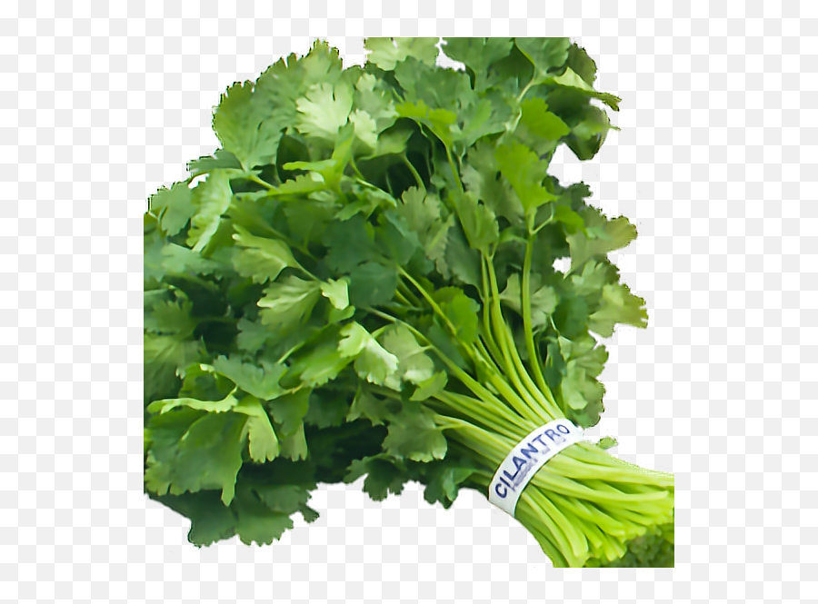 Cilantro - Sticker By Chema Lopez Emoji,Celery Emoji