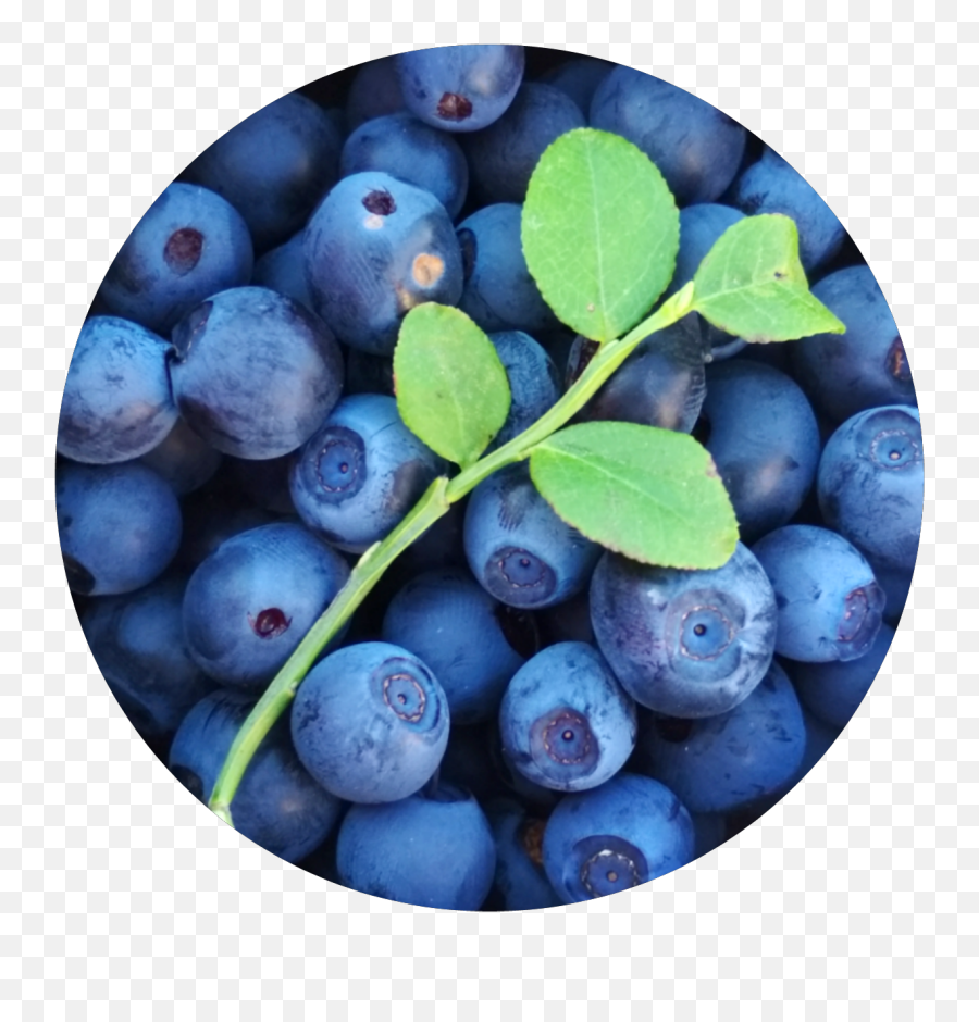 Sctastyfood Tastyfood Blueberry Blueberries Blue Berry - Blueberry Emoji,Is There A Blueberry Emoji