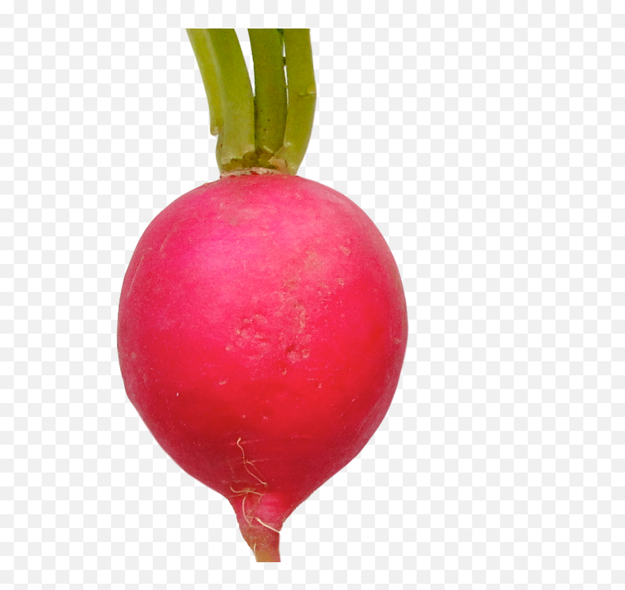 Radish Background Png Png Svg Clip Art For Web - Download Emoji,Radish Emoji