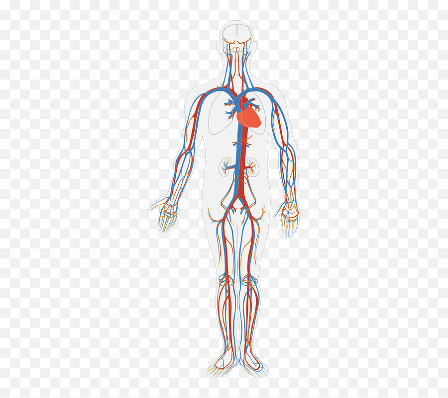 Human Body Systems - Baamboozle Circulatory System Diagram No Labels Emoji,Exhaling Emoji