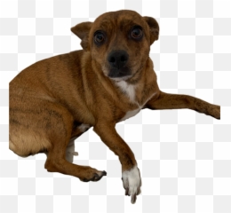 Puppy Dog Layingdown Freetoedit - Companion Dog Emoji,Laying Down Text Emoji