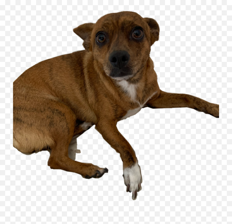 Puppy Dog Layingdown Freetoedit - Companion Dog Emoji,Laying Down Text Emoji